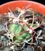 Echinocactus Parryi (Ciudad Juarez Chihuahua) SB 59.JPG